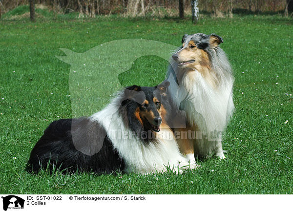 2 Collies / 2 Collies / SST-01022