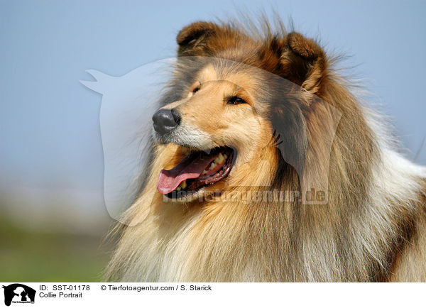 Collie Portrait / SST-01178