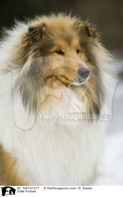 Collie Portrait / Collie Portrait / SST-01217