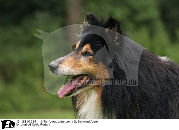 Langhaarcollie Portrait / longhaired Collie Portrait / SS-03215