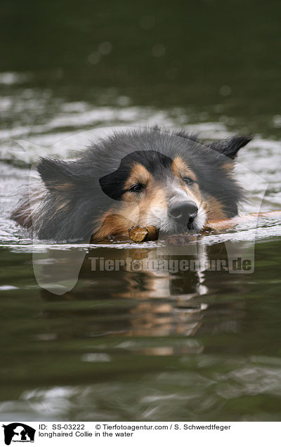 Langhaarcollie im Wasser / longhaired Collie in the water / SS-03222