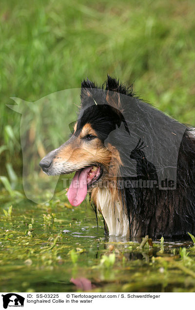 Langhaarcollie im Wasser / longhaired Collie in the water / SS-03225