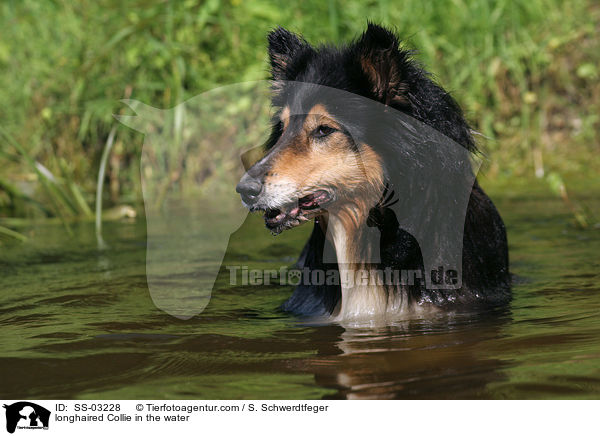 Langhaarcollie im Wasser / longhaired Collie in the water / SS-03228
