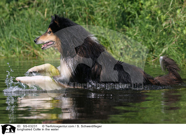 Langhaarcollie im Wasser / longhaired Collie in the water / SS-03231