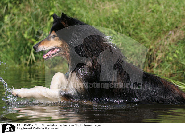 Langhaarcollie im Wasser / longhaired Collie in the water / SS-03233