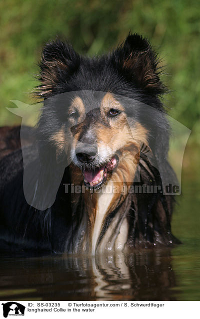 Langhaarcollie im Wasser / longhaired Collie in the water / SS-03235