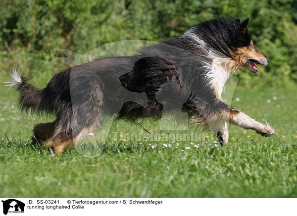running longhaired Collie / SS-03241