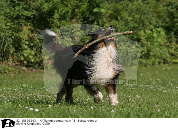 playing longhaired Collie / SS-03243