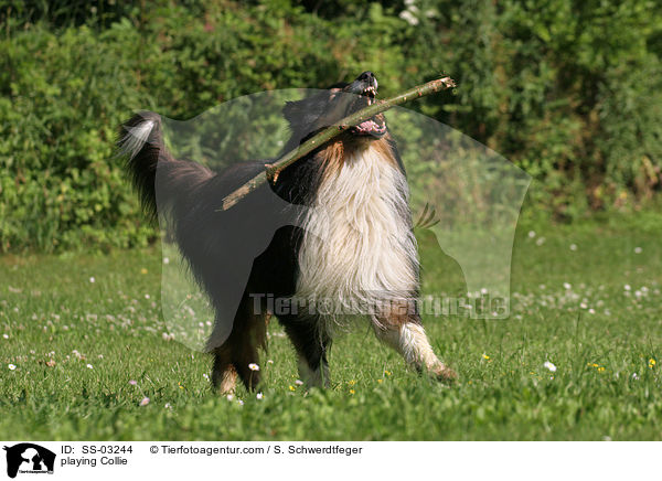 Collie spielt mit Stckchen / playing Collie / SS-03244