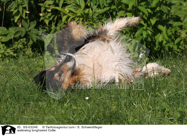 wallowing longhaired Collie / SS-03248