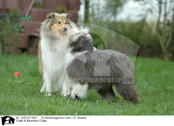 Collie & Bearded Collie / Collie & Bearded Collie / SST-01343