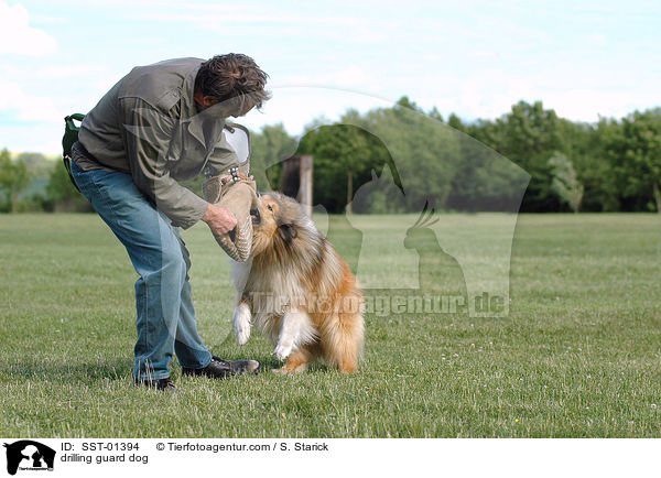 Ausbildung zum Schutzhund / drilling guard dog / SST-01394