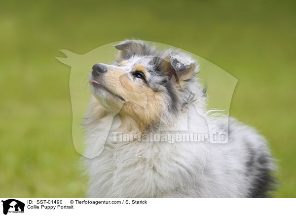Collie Welpe Portrait / Collie Puppy Portrait / SST-01490