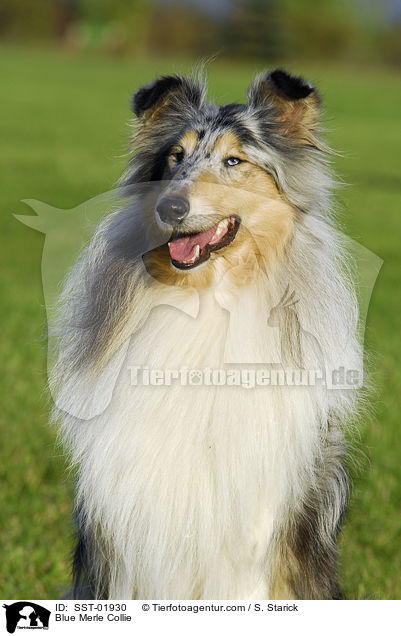 Blue Merle Collie / SST-01930