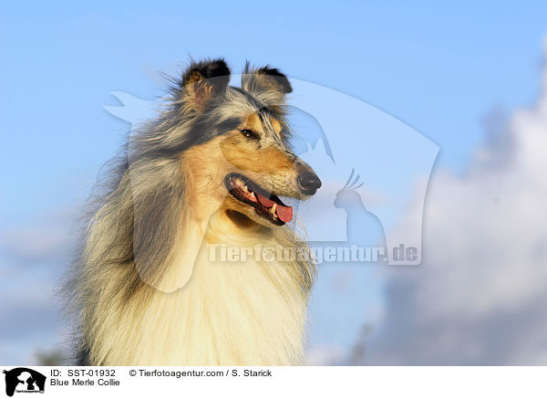 Blue Merle Collie / SST-01932