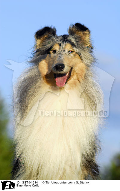 Blue Merle Collie / Blue Merle Collie / SST-01934