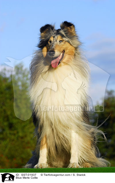 Blue Merle Collie / SST-01937