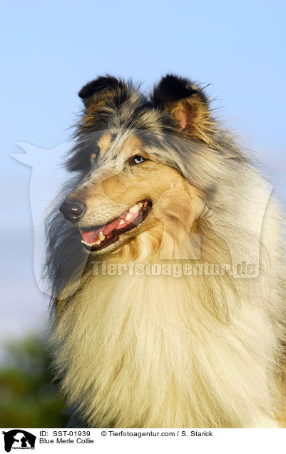 Blue Merle Collie / SST-01939