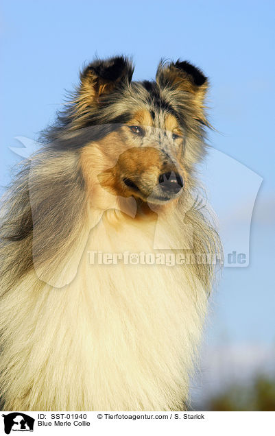 Blue Merle Collie / SST-01940
