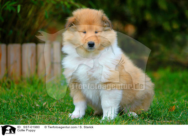 Collie Puppy / SST-01980