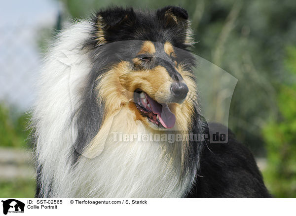 Collie Portrait / Collie Portrait / SST-02565