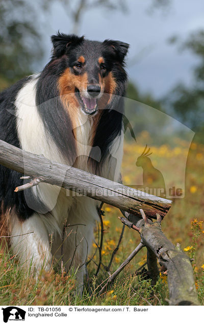 Langhaarcollie / longhaired Collie / TB-01056