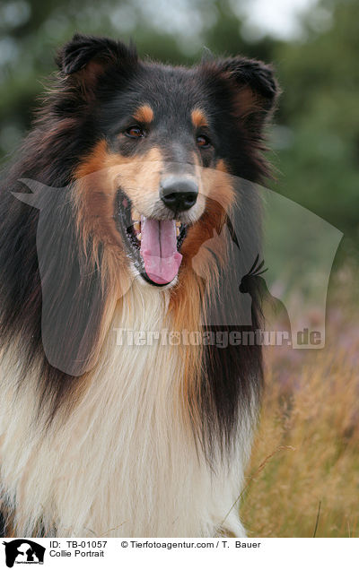 Collie Portrait / Collie Portrait / TB-01057