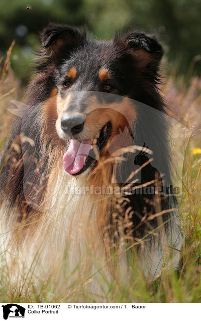 Collie Portrait / Collie Portrait / TB-01062