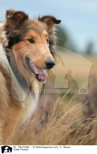 Collie Portrait / Collie Portrait / TB-01069