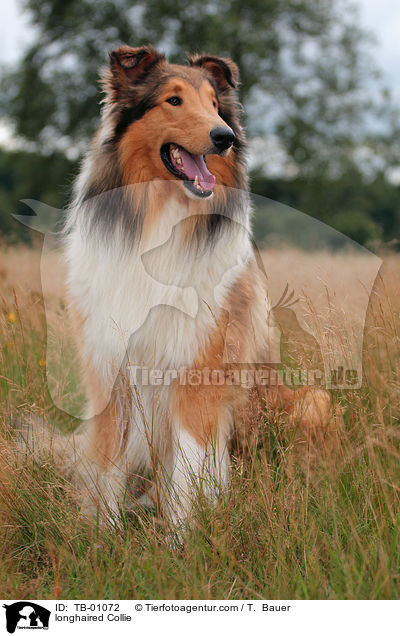 Langhaarcollie / longhaired Collie / TB-01072