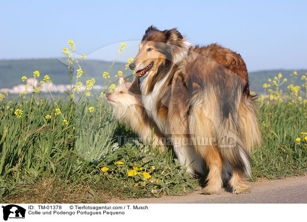 Collie und Podengo Portugues Pequeno / TM-01378