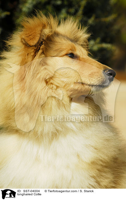 Langhaarcollie / longhaired Collie / SST-04004