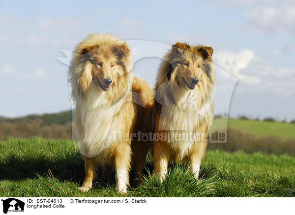 Langhaarcollie / longhaired Collie / SST-04013