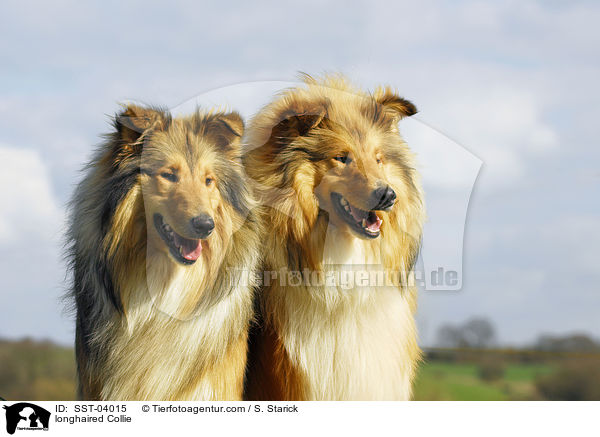 Langhaarcollie / longhaired Collie / SST-04015