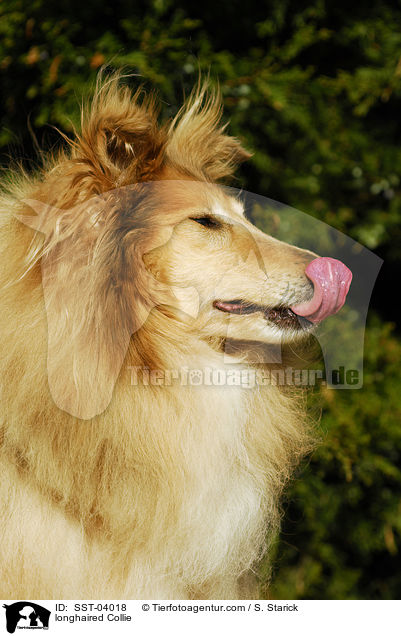 longhaired Collie / SST-04018