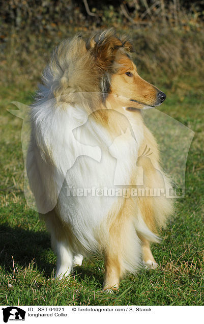 longhaired Collie / SST-04021