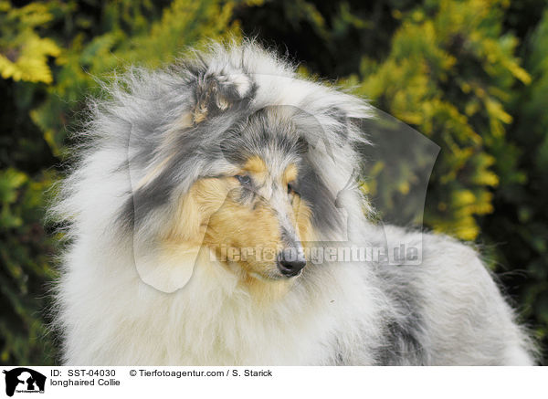 Langhaarcollie / longhaired Collie / SST-04030