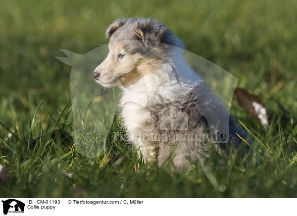 Collie Welpe / Collie puppy / CM-01193