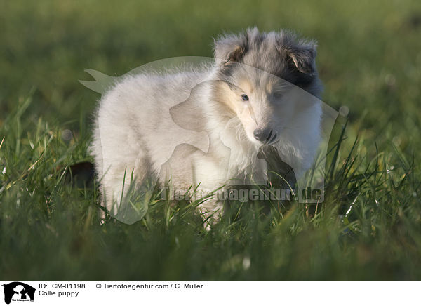 Collie Welpe / Collie puppy / CM-01198