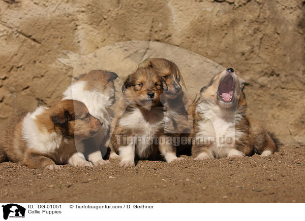 Collie Welpen / Collie Puppies / DG-01051