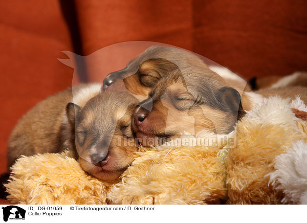 Collie Welpen / Collie Puppies / DG-01059