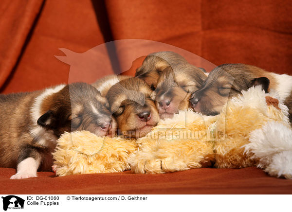 Collie Welpen / Collie Puppies / DG-01060