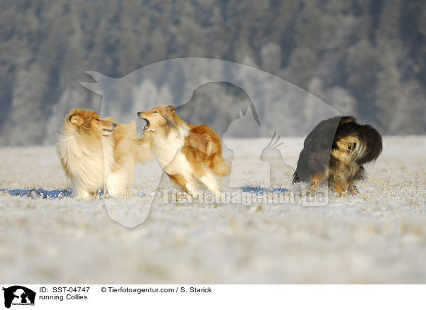 rennende Collies / running Collies / SST-04747