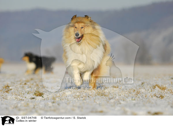 Langhaarcollies im Winter / Collies in winter / SST-04748