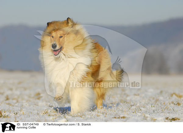 rennender Collie / running Collie / SST-04749
