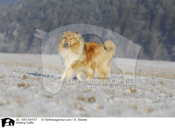 trabender Collie / trotting Collie / SST-04757