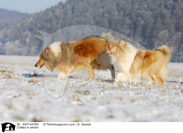 Langhaarcollies im Winter / Collies in winter / SST-04760