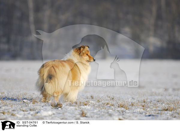 stehender Collie / standing Collie / SST-04761