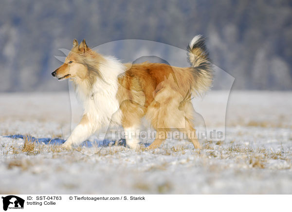 trabender Collie / trotting Collie / SST-04763