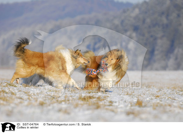 Langhaarcollies im Winter / Collies in winter / SST-04764